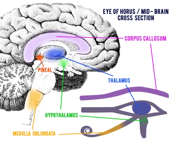 1-06-Eye-of-Horus-Mid-Brain-Cross-Section2
